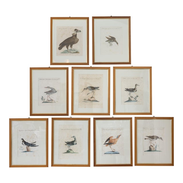 18th Century Hand Colored Bird Engravings From Italy - Set of 9 For Sale