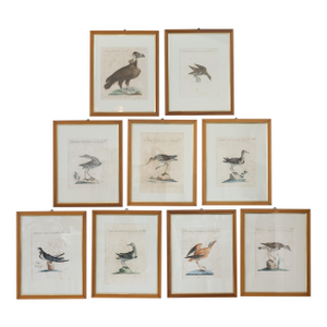 18th Century Hand Colored Bird Engravings From Italy - Set of 9