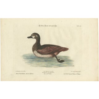 Seligmann, Small Brown and White Duck, 1770, Paper For Sale