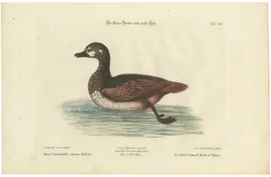 Seligmann, Small Brown and White Duck, 1770, Paper