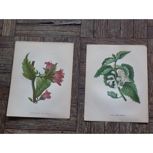 This set of twelve (12) authentic antique 19th century chromolithographs (each color laid in with a separate lithographic...