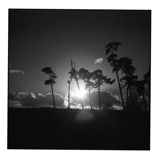 Paul Cooklin, Treeline, Silver Gelatin Photograph, Limited Edition of 10 For Sale