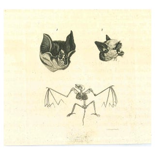 Thomas Holloway, The Physiognomy: The Bats, Original Etching, 1810 For Sale