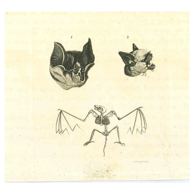 Thomas Holloway, The Physiognomy: The Bats, Original Etching, 1810 For Sale