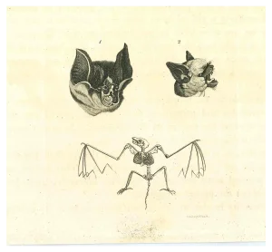Thomas Holloway, The Physiognomy: The Bats, Original Etching, 1810