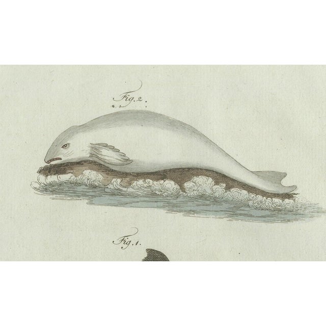 Bertuch, Three Dolphins and Porpoises, 1802, Engraving For Sale - Image 3 of 9