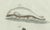 Bertuch, Three Dolphins and Porpoises, 1802, Engraving For Sale - Image 3 of 9