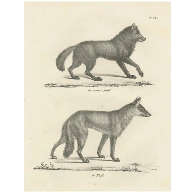 C.C. G. Zool., The Black Wolf and Grey Wolf, 1836, Lithograph For Sale - Image 11 of 11