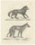 C.C. G. Zool., The Black Wolf and Grey Wolf, 1836, Lithograph For Sale - Image 11 of 11