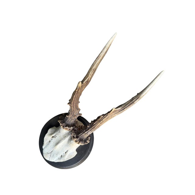 Cabin Roe Deer Trophy 211 Black Forest Antlers Mount For Sale - Image 3 of 5