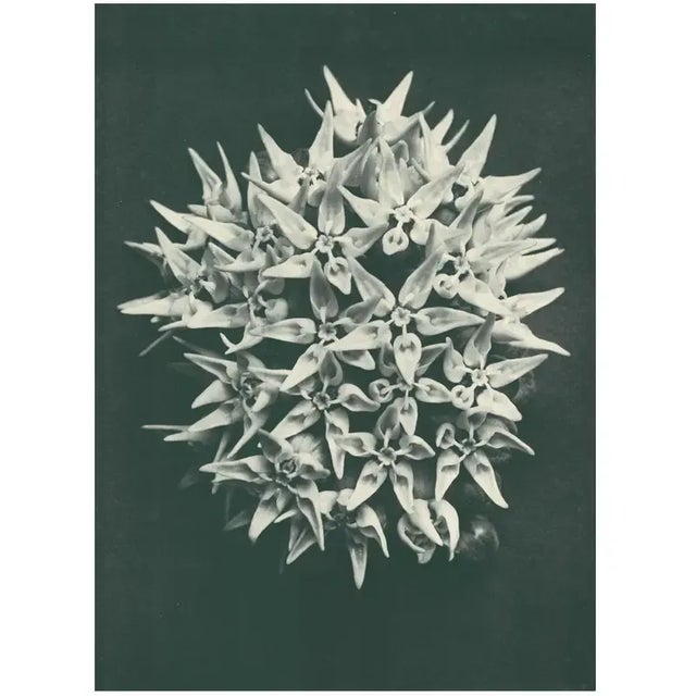 Contemporary 1928 Karl Blossfeldt Original Period Photogravure N113 of Asclepias Speciosa For Sale - Image 3 of 6