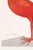 Not Yet Made - Made To Order Scarlet Ibis With an Egg, Vintage Art Print Reproduction, 20" X 30" For Sale - Image 5 of 12