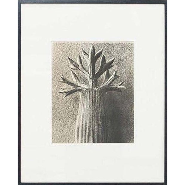 Karl Blossfeldt, Black and White Botanical Image, 1942, Photogravure, Framed For Sale