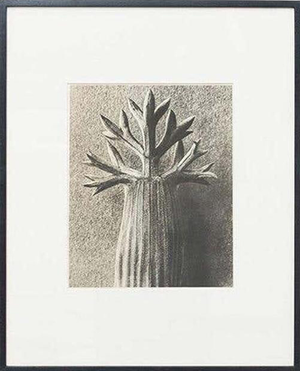 Karl Blossfeldt, Black and White Botanical Image, 1942, Photogravure, Framed