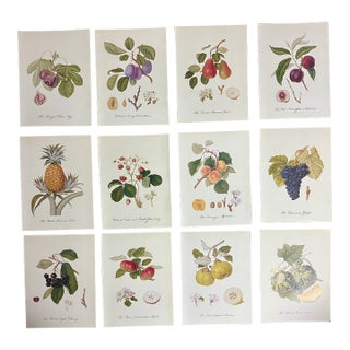 William Hooker Botanical Fruit Illustration Portfolio - 12 Piece Gallery Grid Set For Sale