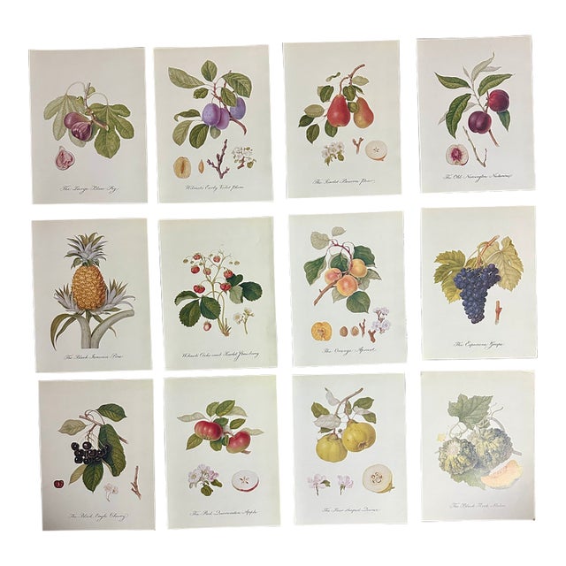 William Hooker Botanical Fruit Illustration Portfolio - 12 Piece Gallery Grid Set For Sale