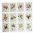 William Hooker Botanical Fruit Illustration Portfolio - 12 Piece Gallery Grid Set For Sale
