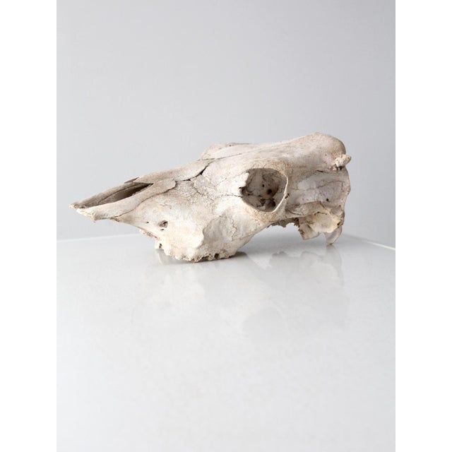 Rustic Weathered Cow Skull For Sale - Image 13 of 13