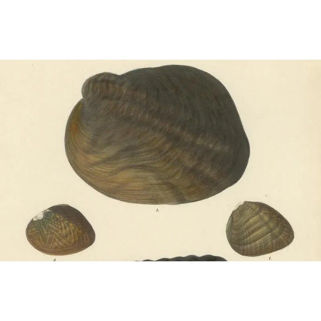 Sowerby, Shell Lithographs Unio Hand-Colored Plates, 1800s, Paper, Framed, Set of 2 For Sale - Image 6 of 9