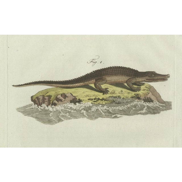 Paper Bertuch, American Crocodile and Gharial, 1802, Engraving For Sale - Image 7 of 10