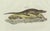 Paper Bertuch, American Crocodile and Gharial, 1802, Engraving For Sale - Image 7 of 10