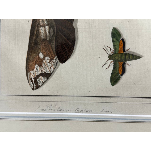 Antique Natural History Entomology Butterfly & Beetle Art Prints Set of Three For Sale - Image 13 of 15