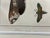 Antique Natural History Entomology Butterfly & Beetle Art Prints Set of Three For Sale - Image 13 of 15