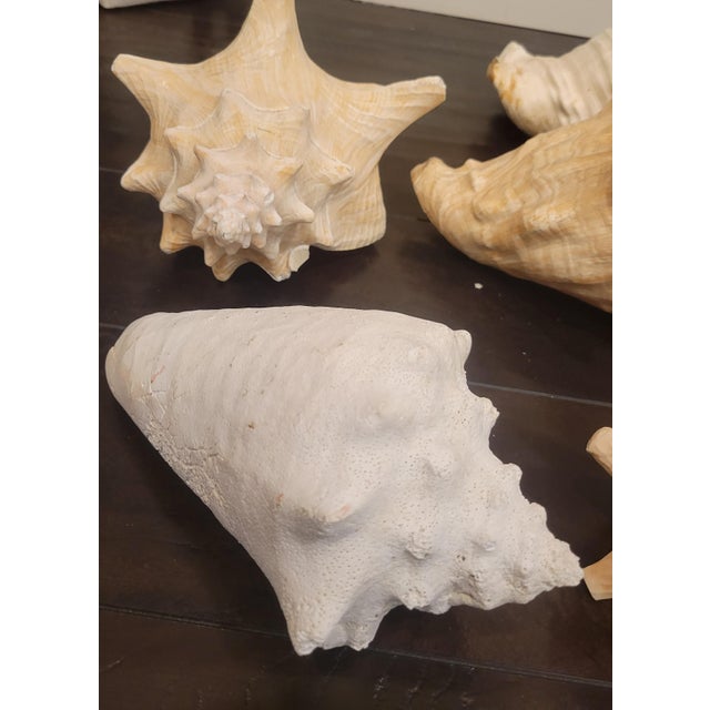 Vintage Large Coastal Genuine Natural Conch Sea Shells- Set of 6 For Sale - Image 14 of 16