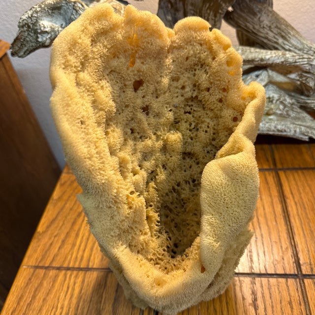 Pair of Incredible Natural Sea Sponge Specimens For Sale - Image 4 of 7