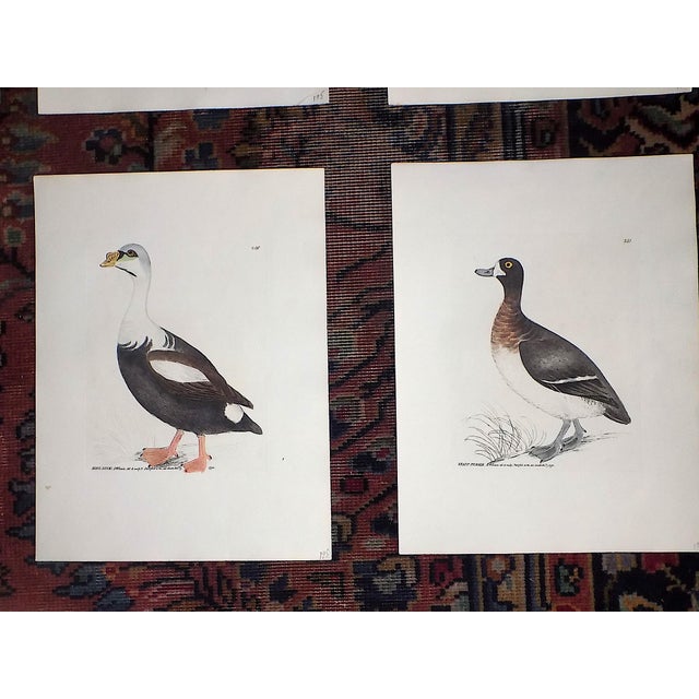 Realism Antique 18th C. Water Bird Hand Colored Engravings c.1792 - Set of 8 For Sale - Image 3 of 9