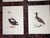 Realism Antique 18th C. Water Bird Hand Colored Engravings c.1792 - Set of 8 For Sale - Image 3 of 9