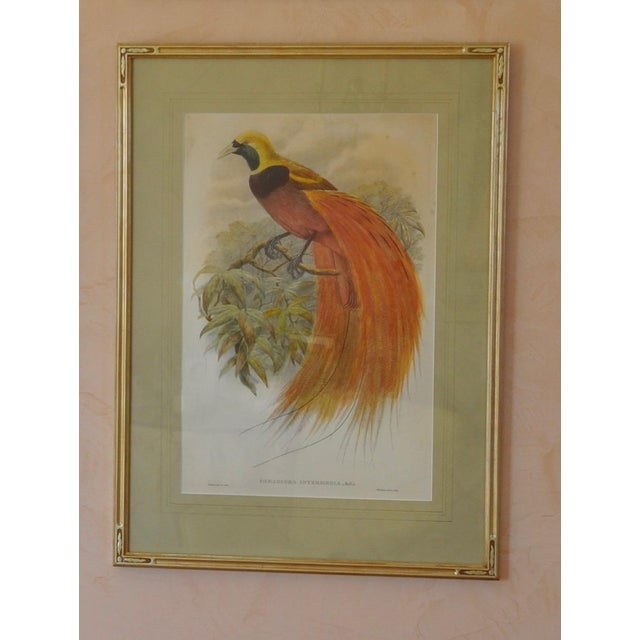 An exceptional original 19th-century hand-colored lithograph depicting the magnificent Paradisaea intermedia, or De Vis’s...