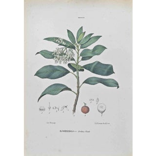 Vincenzo Tenore, Neapolitan Cyclamen, Lithograph, 1870s For Sale