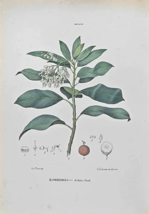 Vincenzo Tenore, Neapolitan Cyclamen, Lithograph, 1870s