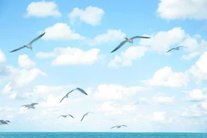 "Seagulls 1" Landscape Photograph