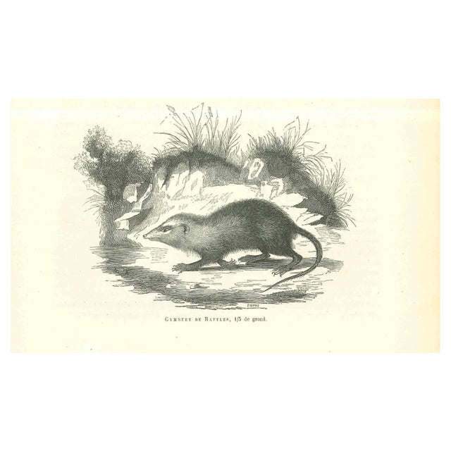 Paul Gervais, The Rat, Original Lithograph, 1854 For Sale