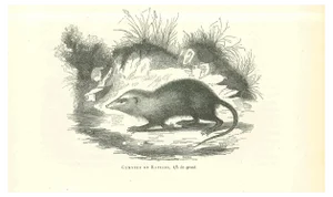 Paul Gervais, The Rat, Original Lithograph, 1854
