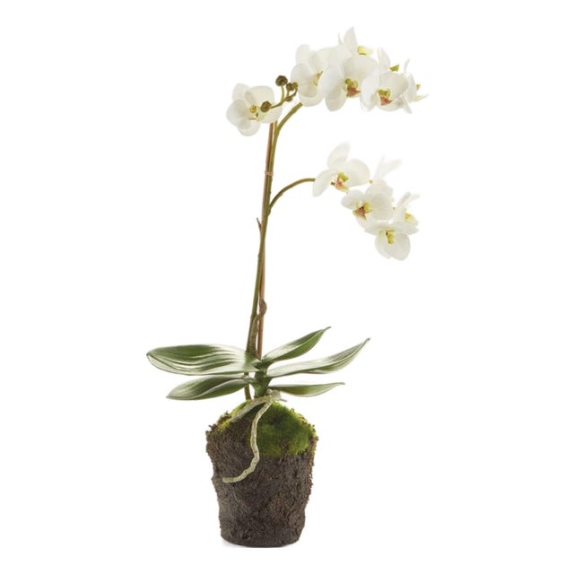Phalaenopsis Orchid Drop-In 17" For Sale