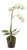 Phalaenopsis Orchid Drop-In 17" For Sale