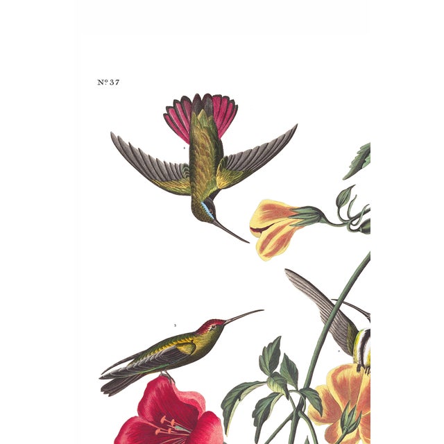 A vibrant study from John James Audubon's celebrated Birds of America collection, featuring multiple Mango Hummingbirds...