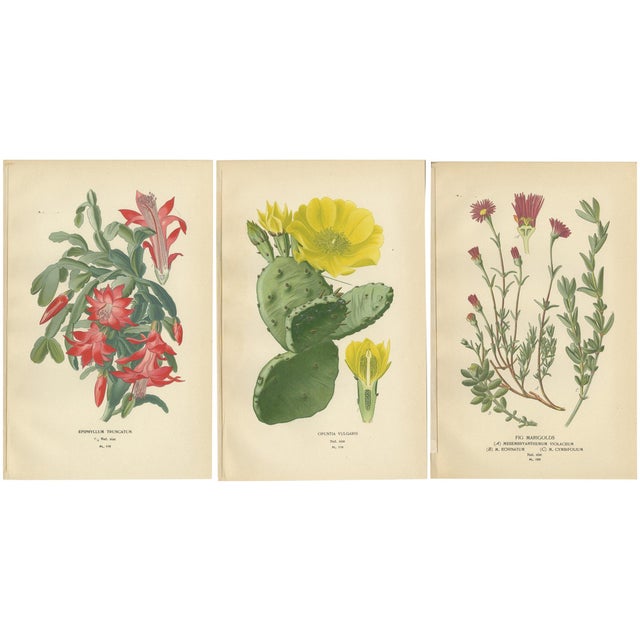 Christmas Cactus and Prickly Pear Cactus and Fig Marigolds, 1897, Paper, Set of 3 For Sale