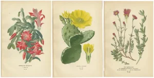 Christmas Cactus and Prickly Pear Cactus and Fig Marigolds, 1897, Paper, Set of 3