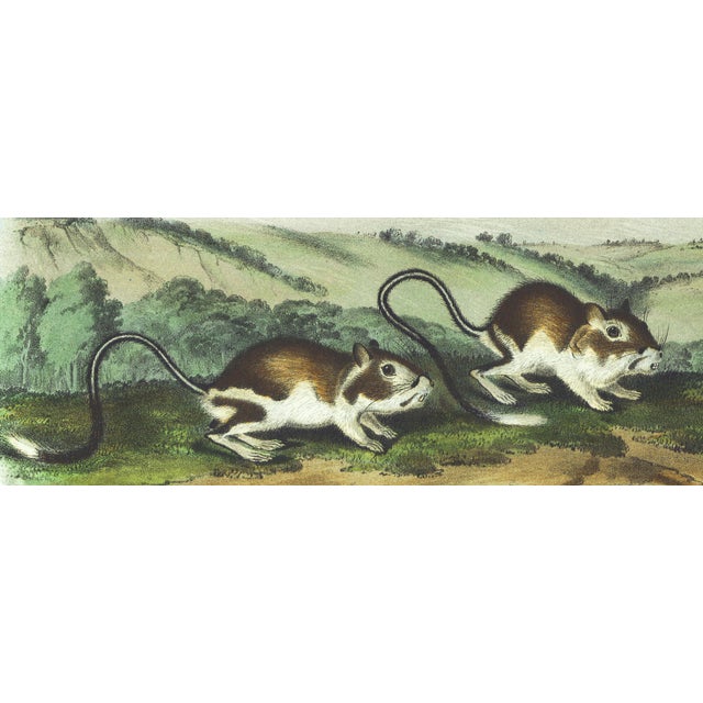 Original first edition Audubon stone lithograph from "The Viviparous Quadrupeds of North America", octavo edition, printed...