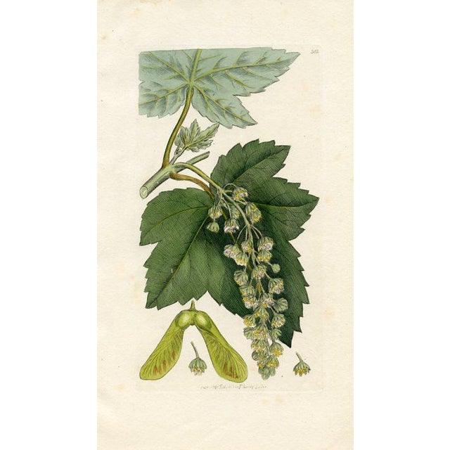 Paper Antique Tree Prints by Sowerby, Set of 6, Early 1800s, Original Hand Colored Engravings, England, First Edition For Sale - Image 7 of 7