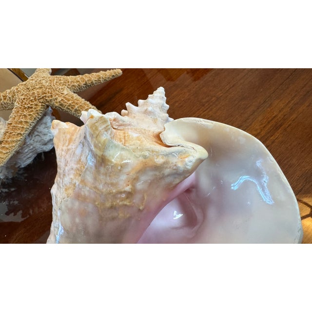 Large Conch Shell 7" X 8"" Nautical Decor Sea Shell Ocean Beach Pink White. For Sale - Image 10 of 16
