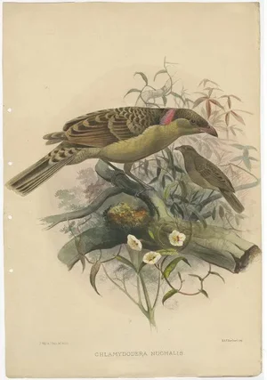 Elliot, Bird Illustration of the Great Grey Bowerbird, 1873, Print