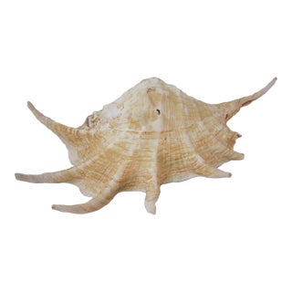 Large Spider Conch Shell For Sale