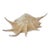 Large Spider Conch Shell For Sale