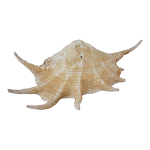 Large Spider Conch Shell