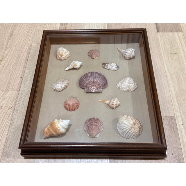 Lovely vintage framed seashell shadow box. Features an assortment of shells. Professionally framed and wired to hang on...